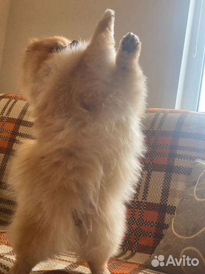 Мини шпиц вязка