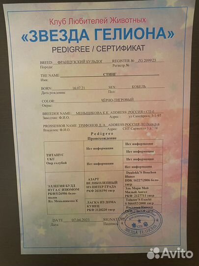 Французский бульдог кобель вязка