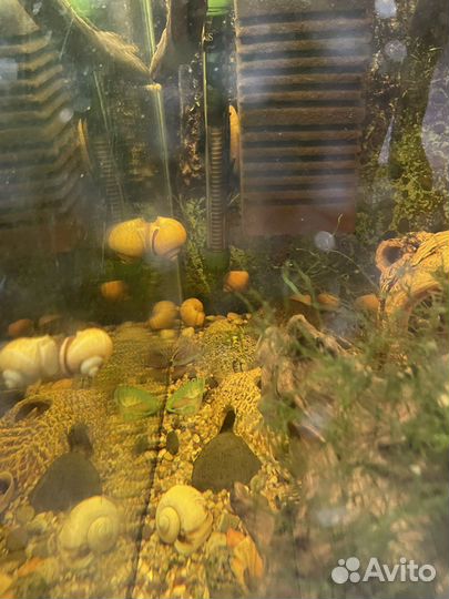 Улитки ампулярии