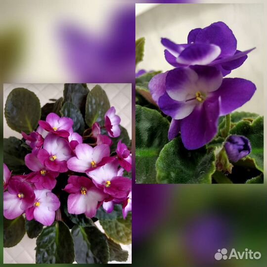 Фиалка Valeska Viol и Blue