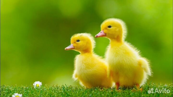 Суточная подрощенная птица 