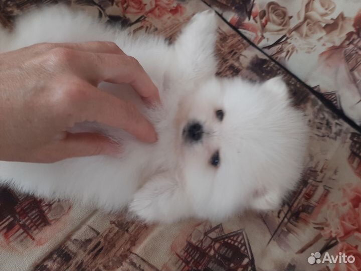 Щенки шпица