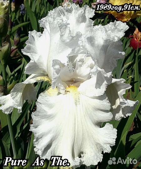 Ирисы бородатые набор-11