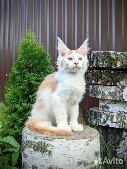 Котёнок Мейн-кун