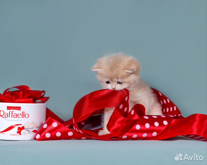 Британская голубая золотая кошечка