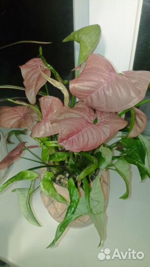 Сингониум Неон