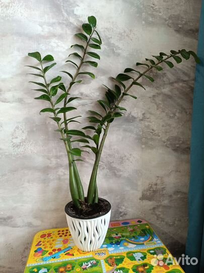 Замиокулькас