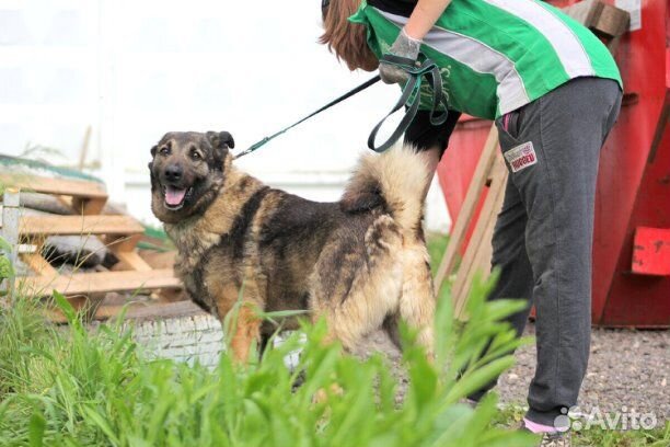 Пёс Ронни в добрые руки