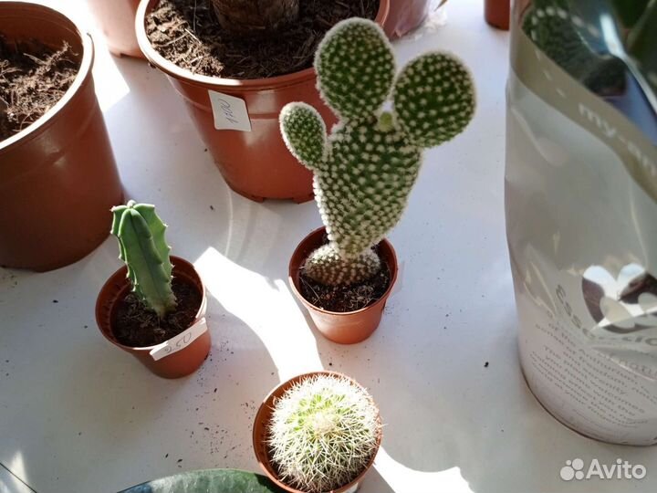 Комнатные цветы