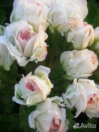 Пеларгонии сортовые