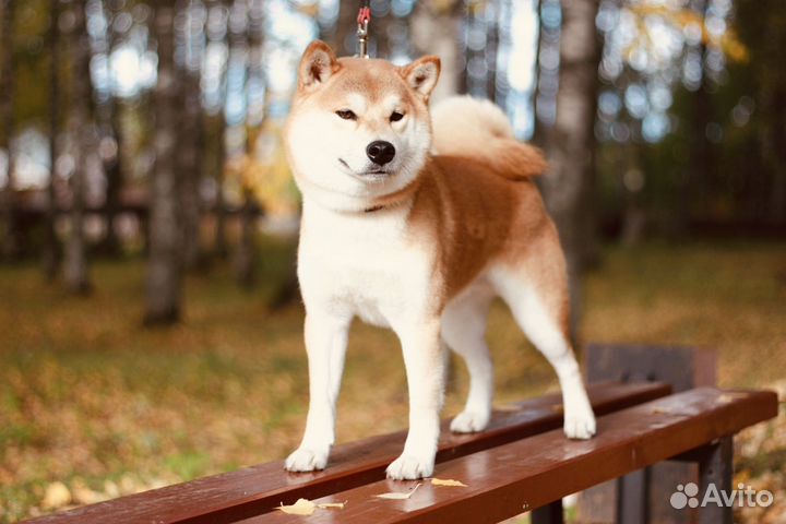 Сибаину, вязка