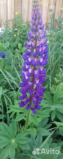 Цветы многолетники