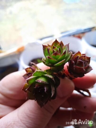 Молодило каменная роза (эхеверия )