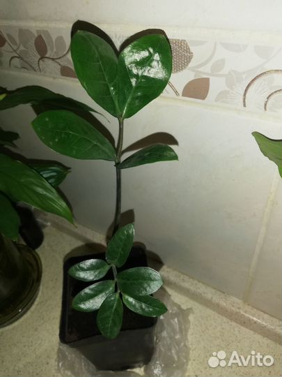 Замиокулькас