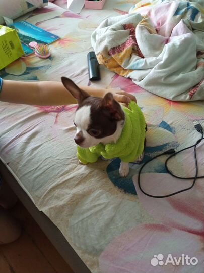 Комбинезон для щенка