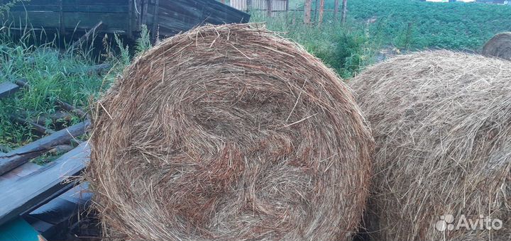 Продаю сено рулоны