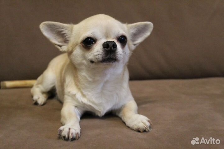 Белый мальчик вязка, опытный, выезд,ркф