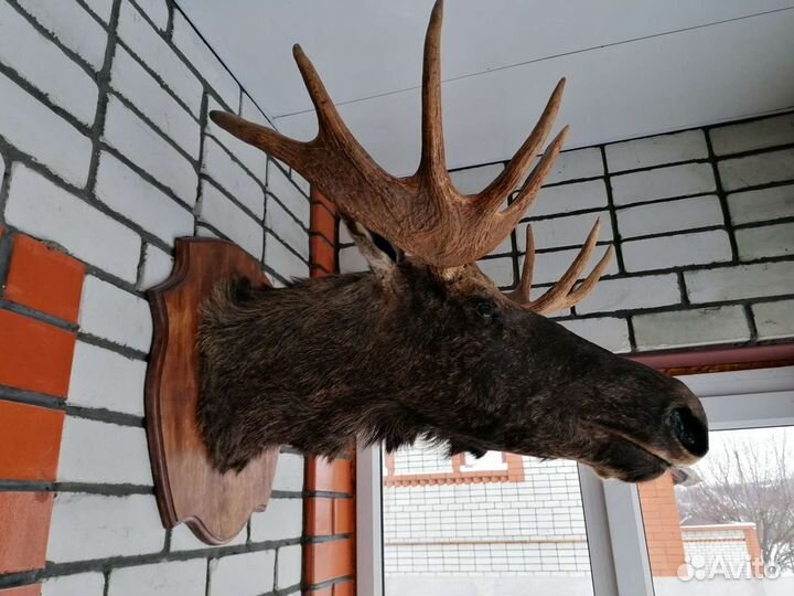 Чучело головы лося