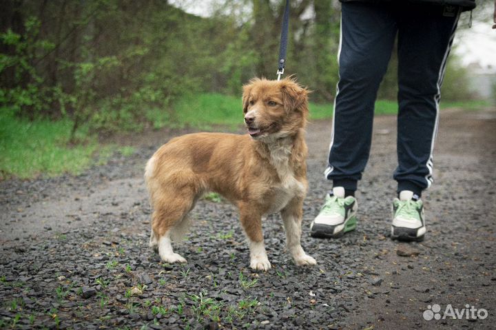 Собака в добрые руки