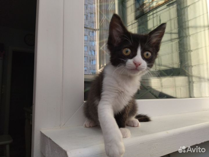 Котята в дар