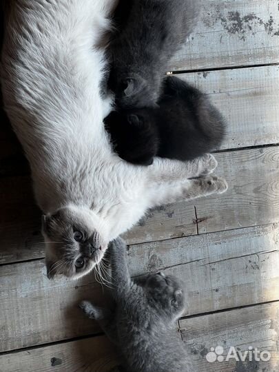 Котята вислоухие помесь британца и шотландца