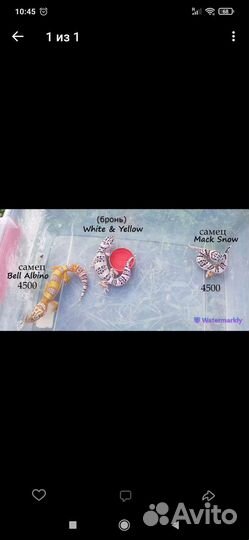 Геккон эублефар