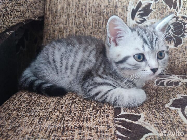 Шотландская прямоухая