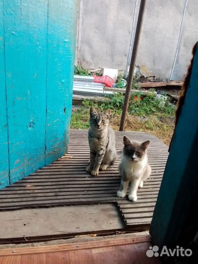 Отдам 2 кота в частный дом возраст 6мес
