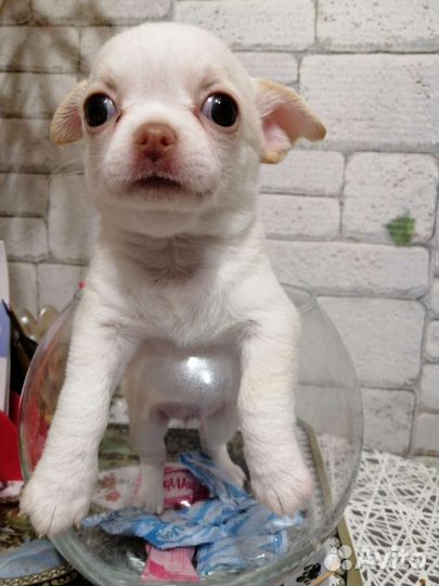 Щенки чихуахуа