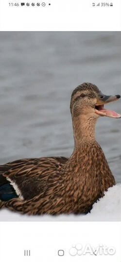 Утка подсадная