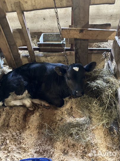 Продажа телят