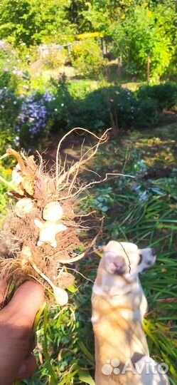 Топинамбур клубни