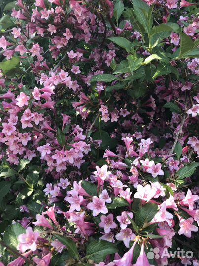 Вейгела розовая