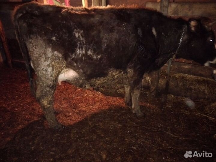 Коровы и телки стельные