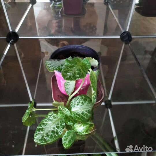 Комнатные растения