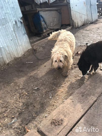 Мохнатый крупный добряк