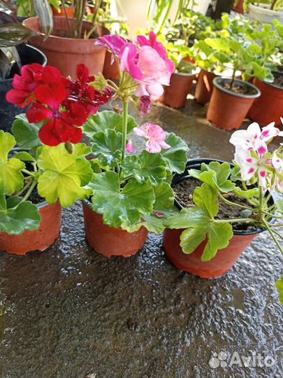 Продажа герани, агланемы и др