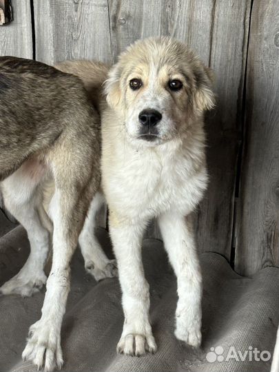 Среднеазиатская овчарка алабай