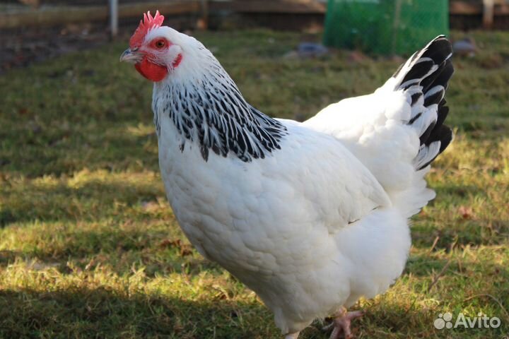 Инкубационное яйцо микс породистых кур