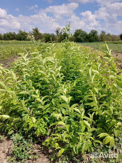 Саженцы декоративных и плодовых