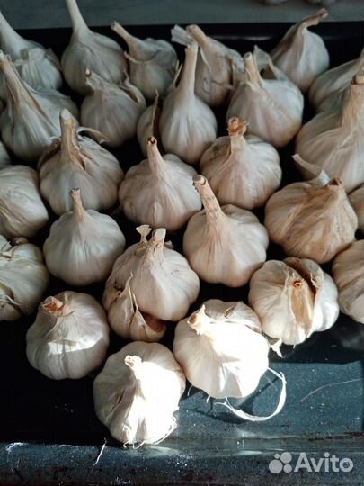 Чеснок на посадку