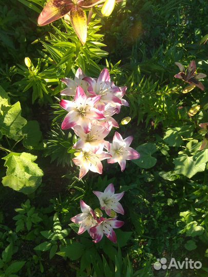 Продам луковицы лилий, можно на срез