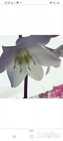 Комнатные цветы, эухарис