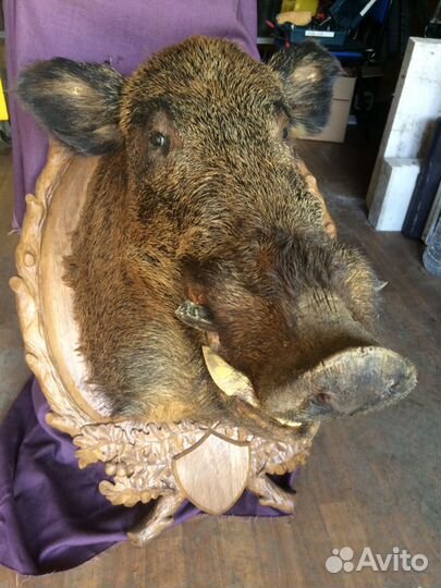 Чучело кабана с медальоном
