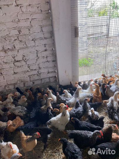 Цыплята несушки