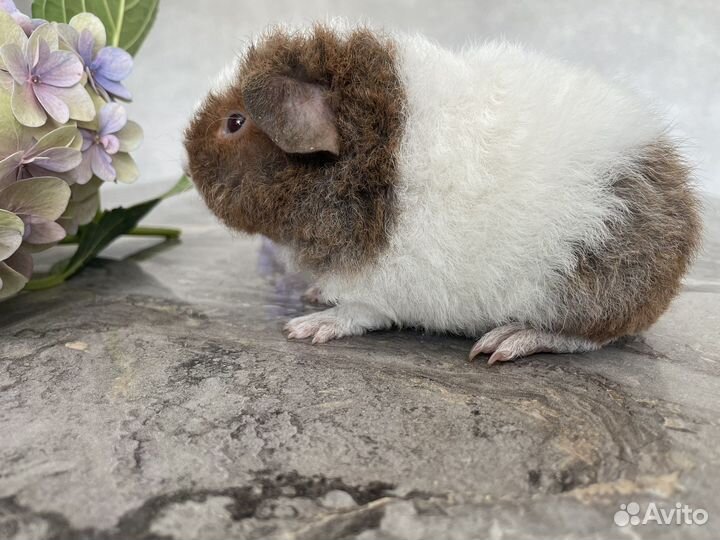 Морская свинка американский тедди