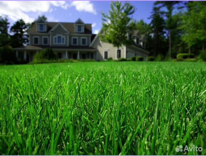 Рулонный газон доставка укладка