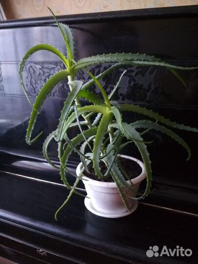 Крассула денежное дерево, алое столетник