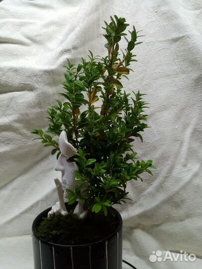 Дерево бонсай живое