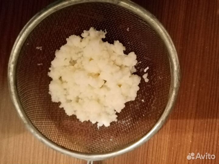 Тибетский (молочный) гриб